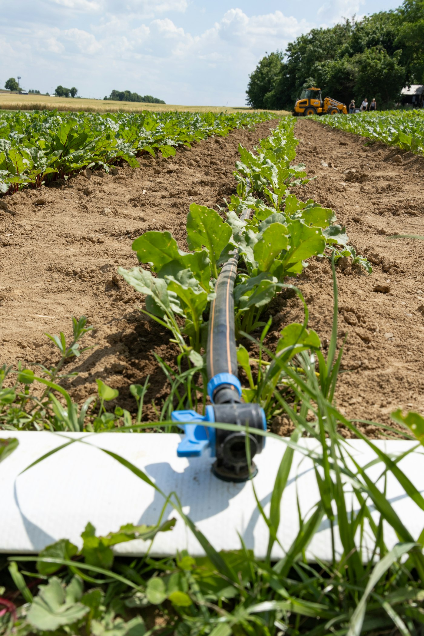 Irrigation pipe with a fitting laid across a planted field